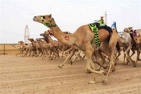 camel racing in kuwait